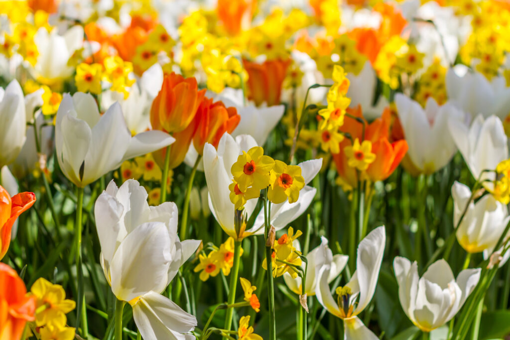 Spring,Tulips,&,Daffodils,Keukenhoff,Netherlands